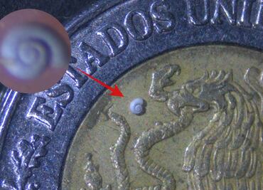 Descubren en Coahuila al caracol de agua dulce más pequeño del mundo; mide 0.7 milímetros de longitud