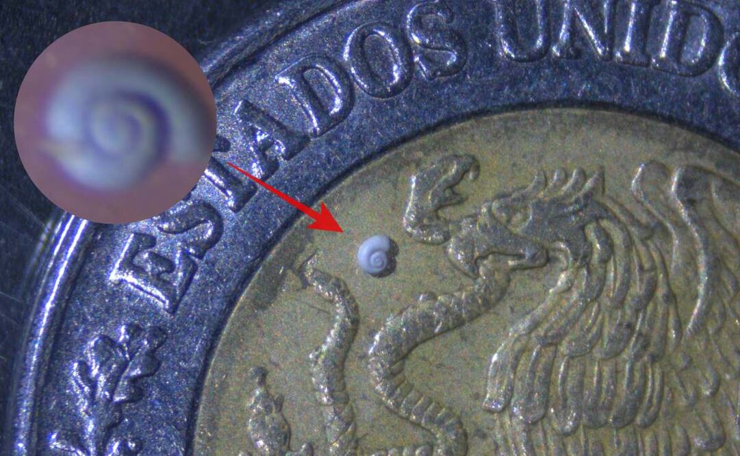 Descubren en Coahuila al caracol de agua dulce más pequeño del mundo (31/07/2025). Foto: Especial