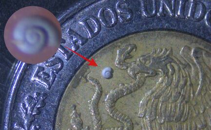 Descubren en Coahuila al caracol de agua dulce más pequeño del mundo; mide 0.7 milímetros de longitud