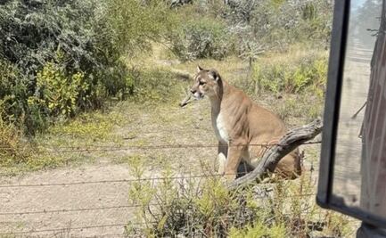 Reportan avistamiento de un puma en San Agustín Tlaxiaca, Hidalgo