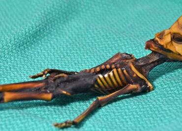 Arqueólogos chilenos critican estudio de "esqueleto de Atacama"