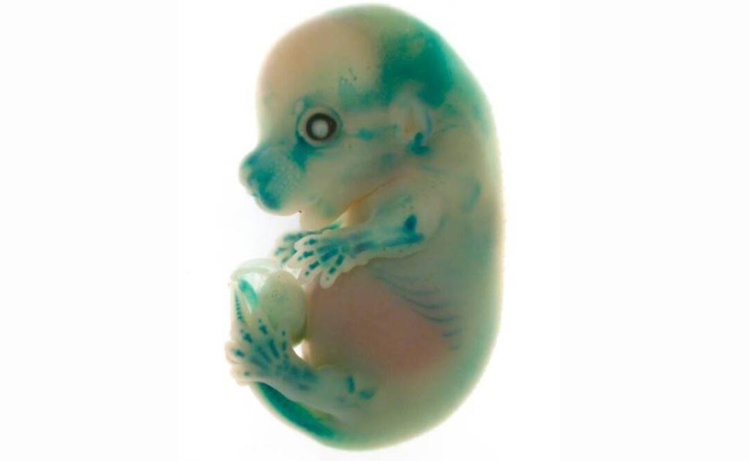 Embriones de ratón han mutado después de 80 horas en el cosmos. Foto: Archivo EFE