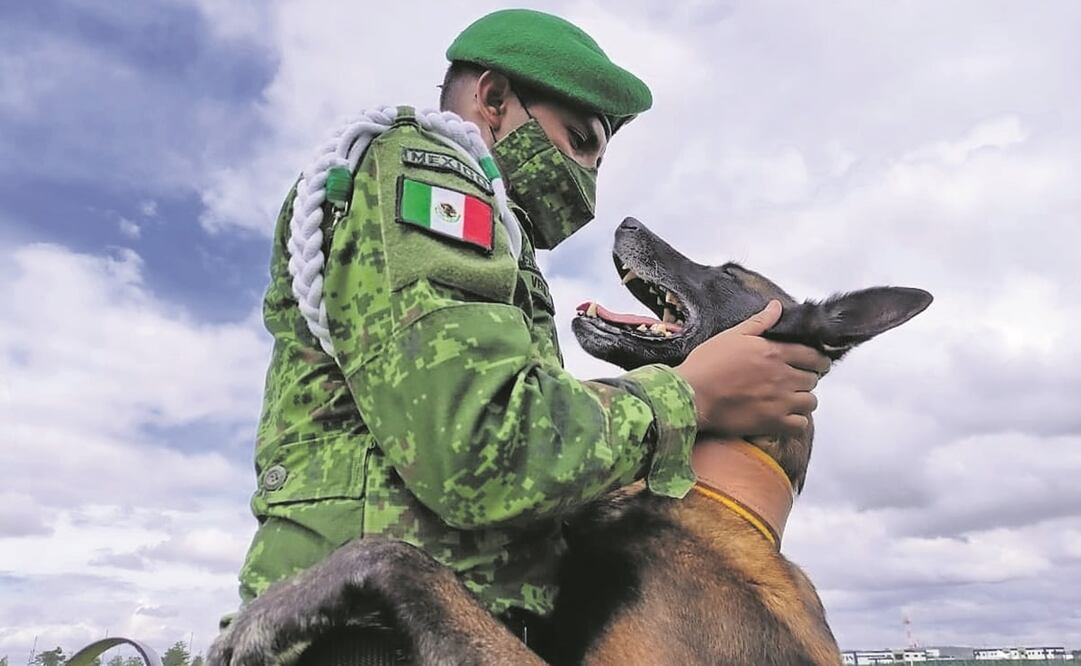 El buen adiestramiento del perro se logra con base en el vínculo que genera con el entrenador. Foto: ESPECIAL
