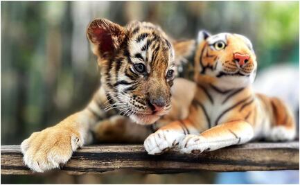 Presentan cría de tigre en Zoológico de Culiacán y buscan ponerle nombre ¿Cómo le llamarías?
