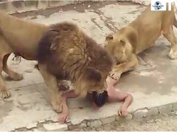 ¿Leones por suicida?, lo más leído