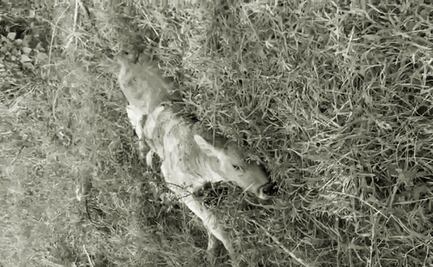 Ataque con explosivos en Tepalcatepec, Michoacán afectó al ganado; reportan al menos una docena de animales muertos