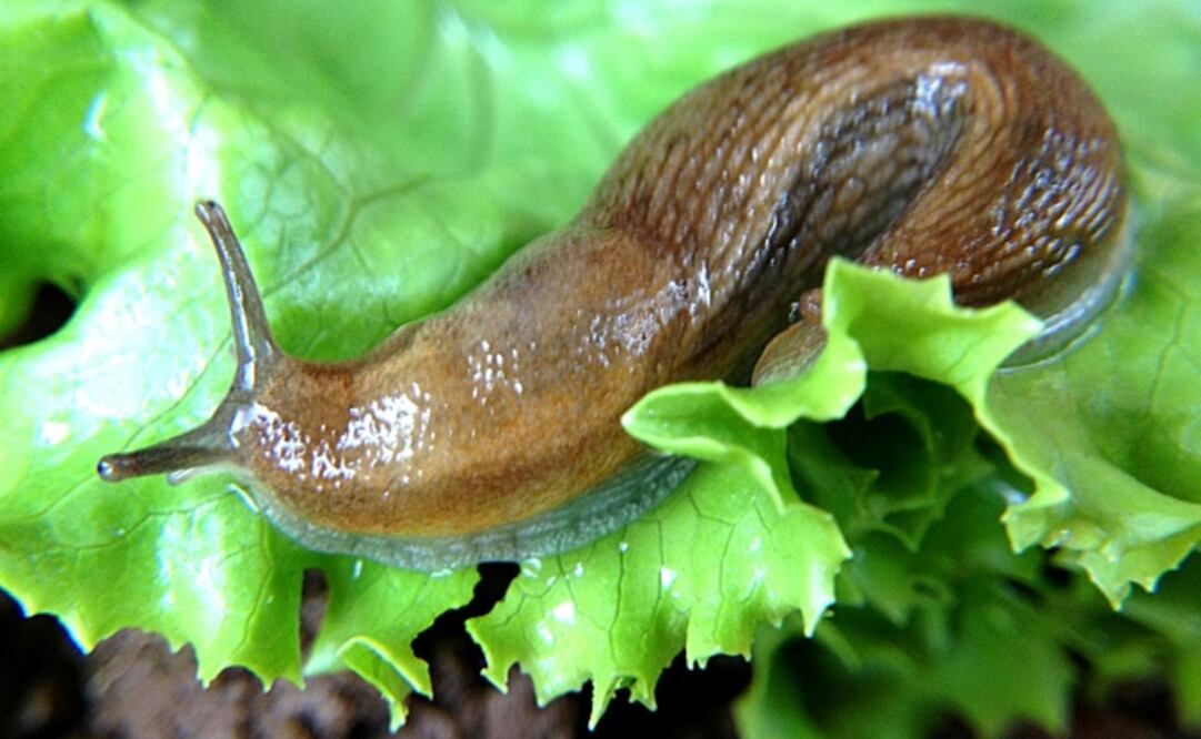 (FOTO: Archivo/EL UNIVERSAL)