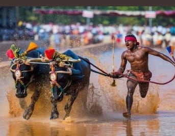 Corredor de búfalos de la India puede romper la marca de Usain Bolt