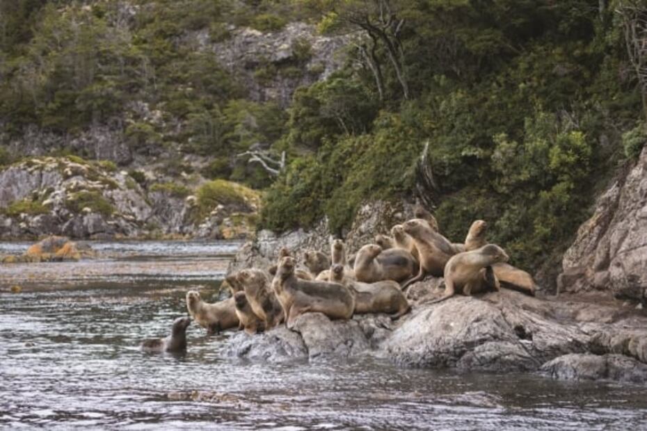 Así es un viaje a bordo de un crucero de expedición