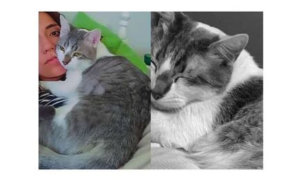 ¿Dónde está Tito? Gatito desaparecido en Bolivia moviliza hasta al gobierno