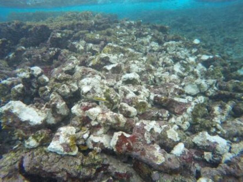 Encalla velero estadounidense en Área Natural Protegida de Quintana Roo