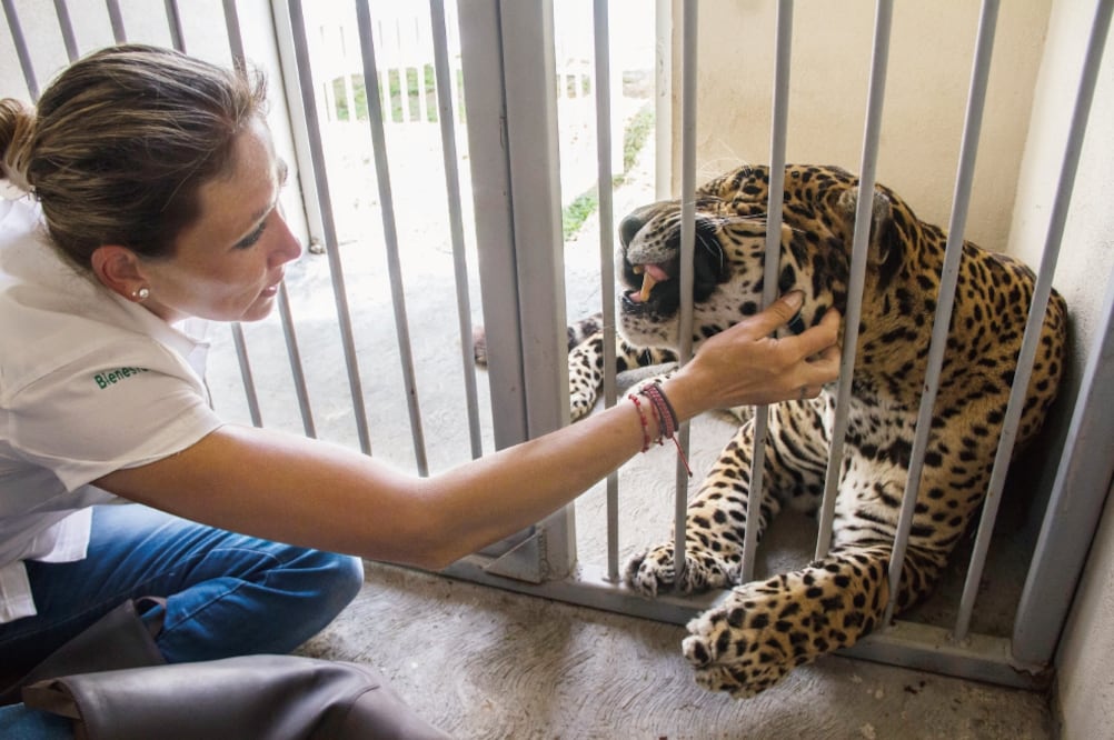El jaguar Polo trabajaba en un circo, pero tras la entrada en vigor de la ley que impide el uso de animales en espectáculos circenses, ahora vive en un Ecoparque impulsado por el alcalde de Tizayuca (YADÍN XOLALPA. EL UNIVERSAL)
