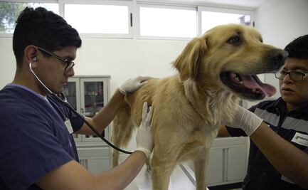 Universidad de EU estudia si perros detectan coronavirus