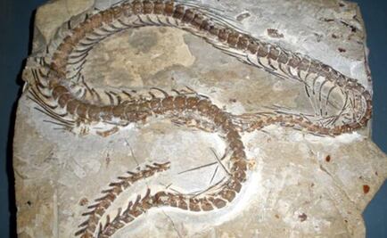 Identifican "serpiente alada" que vivió hace cinco millones de años
