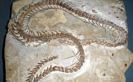 Identifican "serpiente alada" que vivió hace cinco millones de años