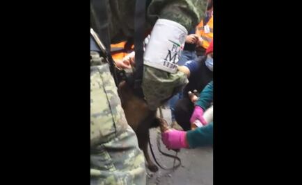 Conmueven videos de perros rescatistas y rescatados