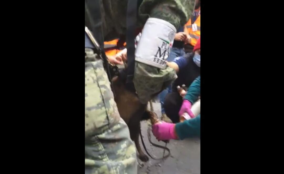 Conmueven videos de perros rescatistas y rescatados