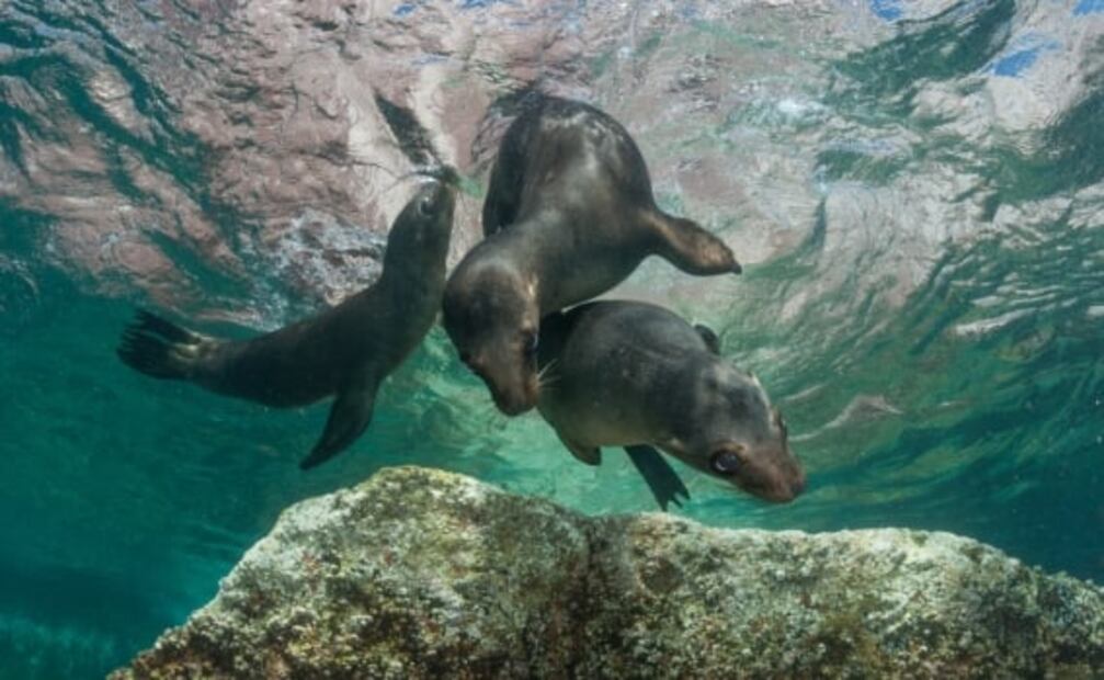 Por qué al mar de Cortés le llaman “el acuario del mundo”