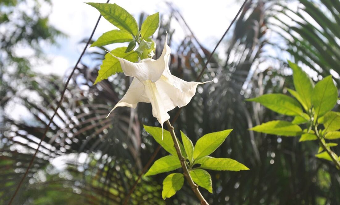 La burundanga, o escopolamina, es una sustancia con efectos sedantes e incapacitantes. 
Foto: Especial