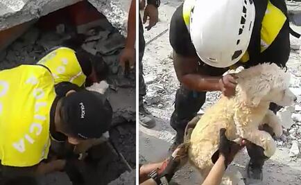 El emotivo rescate de un perro tras sismo en Ecuador