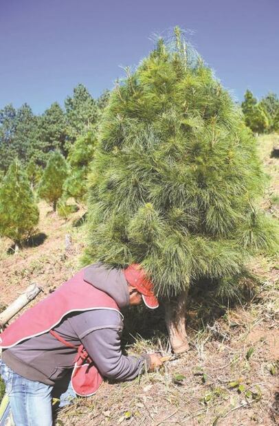 Las Vigas, capital de la Navidad veracruzana