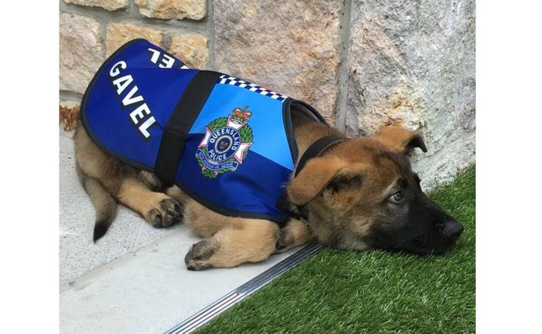 (Foto: @qldgovernor)