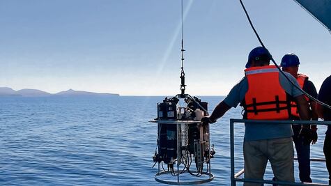 Emprenden acciones para salvar a la tortuga caguama