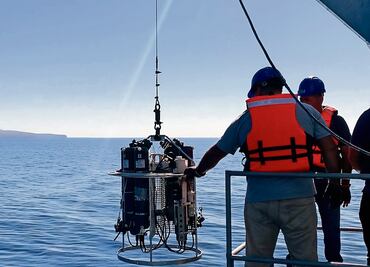 Emprenden acciones para salvar a la tortuga caguama