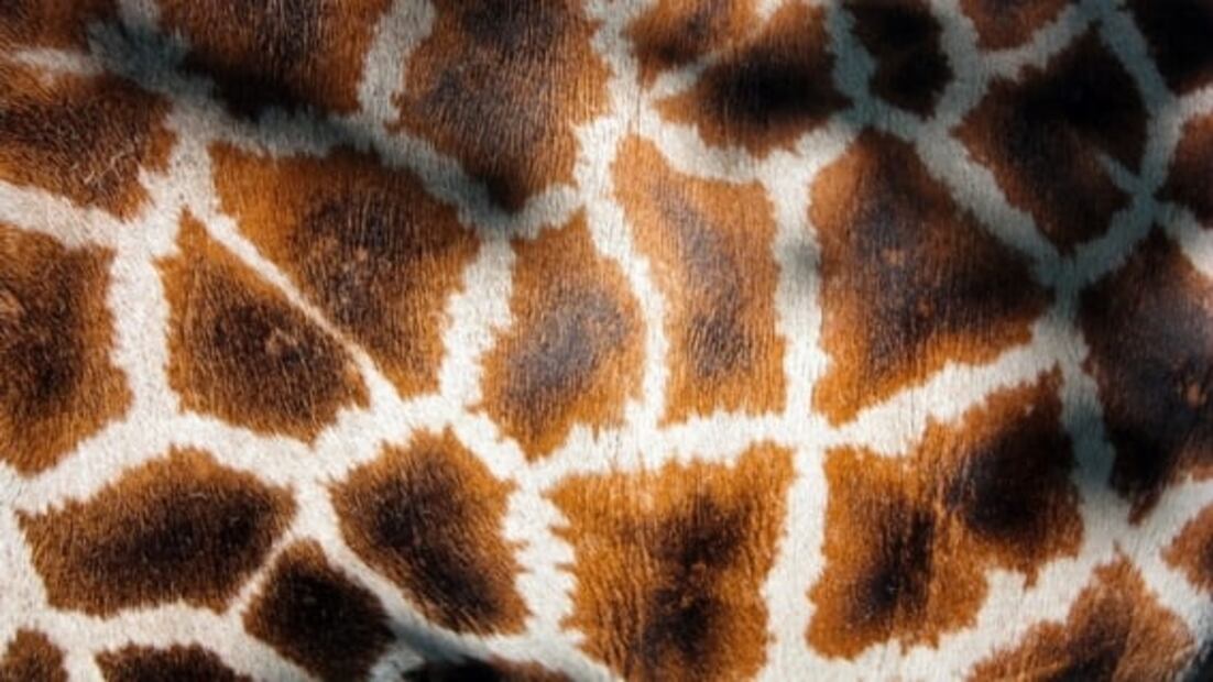 20 datos curiosos que debes saber de las jirafas en su día