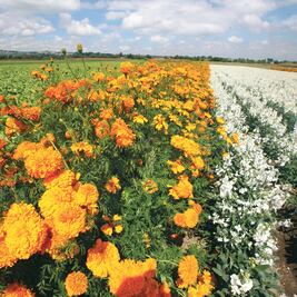 Productores de cempasúchil, listos para Día de Muertos