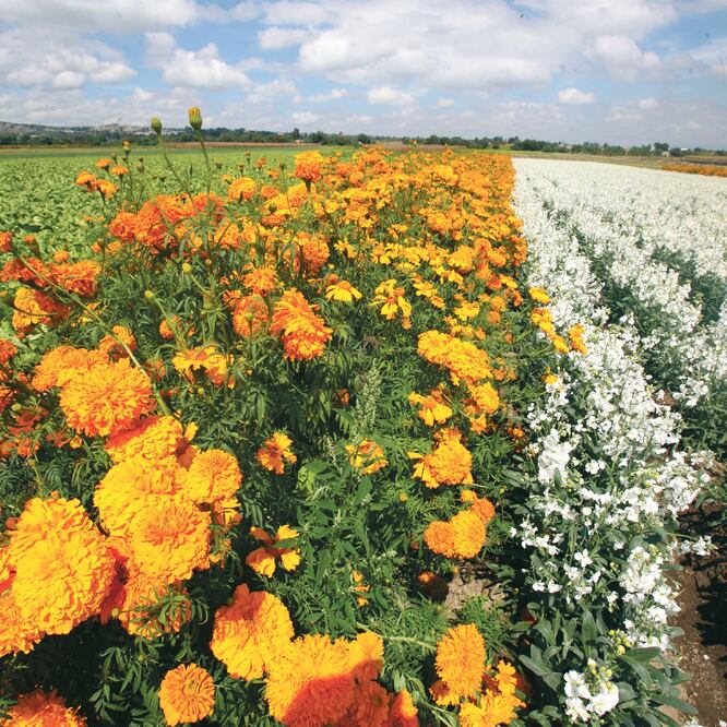Productores explican que sembrar cempasúchil no es sencillo, pues las condiciones climáticas afectan su color y tamaño, lo que repercute en las ventas. Foto: JORGE ALVARADO. EL UNIVERSAL
