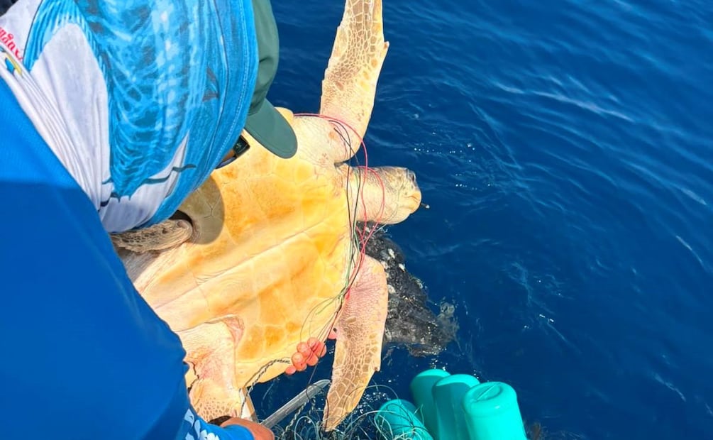 Conanp libera a tres tortugas atrapadas en una red fantasma (30/07/2026). Foto: Especial
