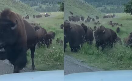 Familia queda atrapada en medio de una estampida de bisontes en Yellowstone