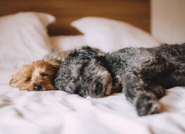 Día Mundial del Perro 2025: los 3 mejores lugares para adoptar un canino en México; esto dice la IA