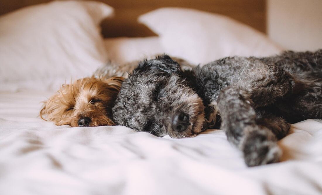 Esta efeméride mundial fue creada en el año 2004, motivado por la inmensa importancia de estos animales en el diario vivir de los seres humanos. Foto: Pixabay