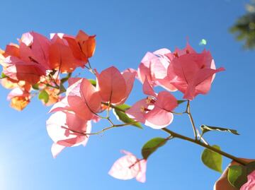 Cuáles son los beneficios de la infusión de bugambilia para la salud