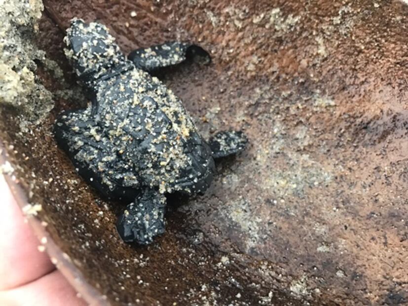 Niños oaxaqueños, la esperanza para salvar a tortugas marinas