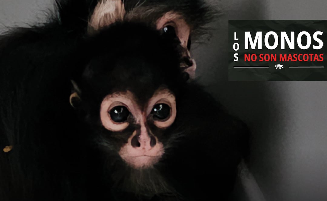 Profepa lanza campaña contra tráfico de primates y afirma que "los monos no son mascotas" (25/08/2026). Foto: Especial