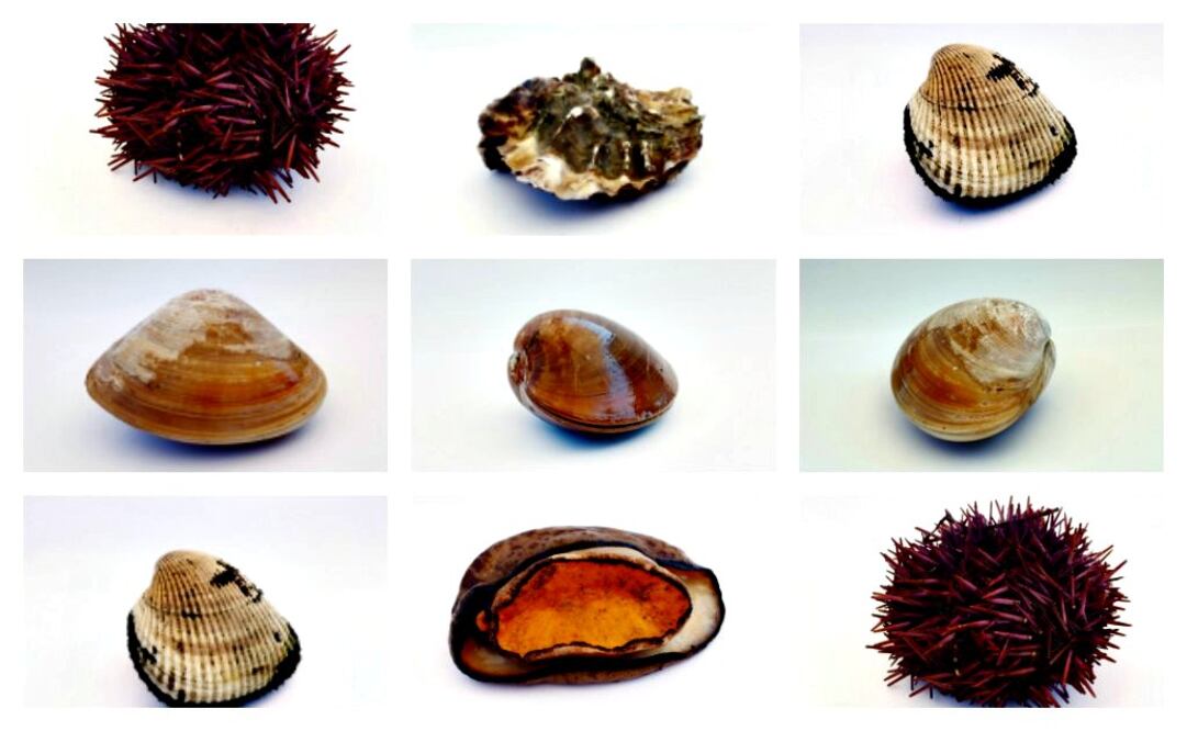 Foto: JASON THOMAS FRITZ