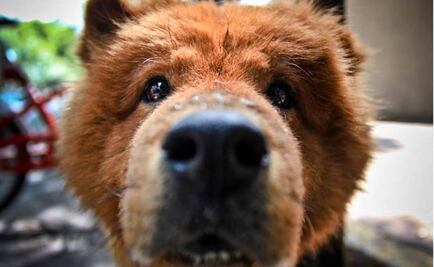 ¿Por qué roncan los perros?