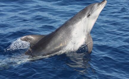 Hallan por primera vez un ejemplar de delfín híbrido en alta mar