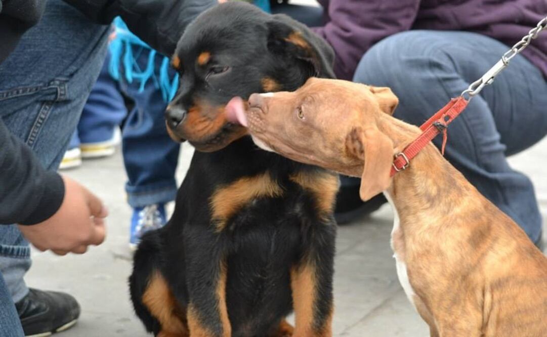 (FOTO: Archivo. EL UNIVERSAL)