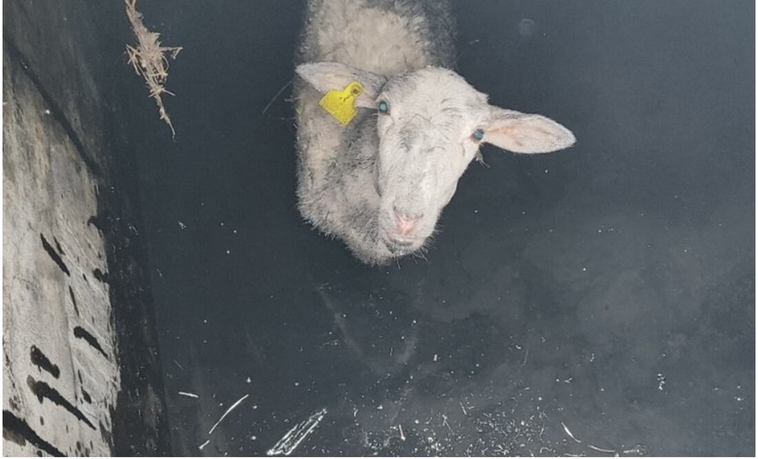 Este 29 de octubre, bomberos rescatan a borrega que cayó a cisterna en Aguascalientes. Foto: Especial