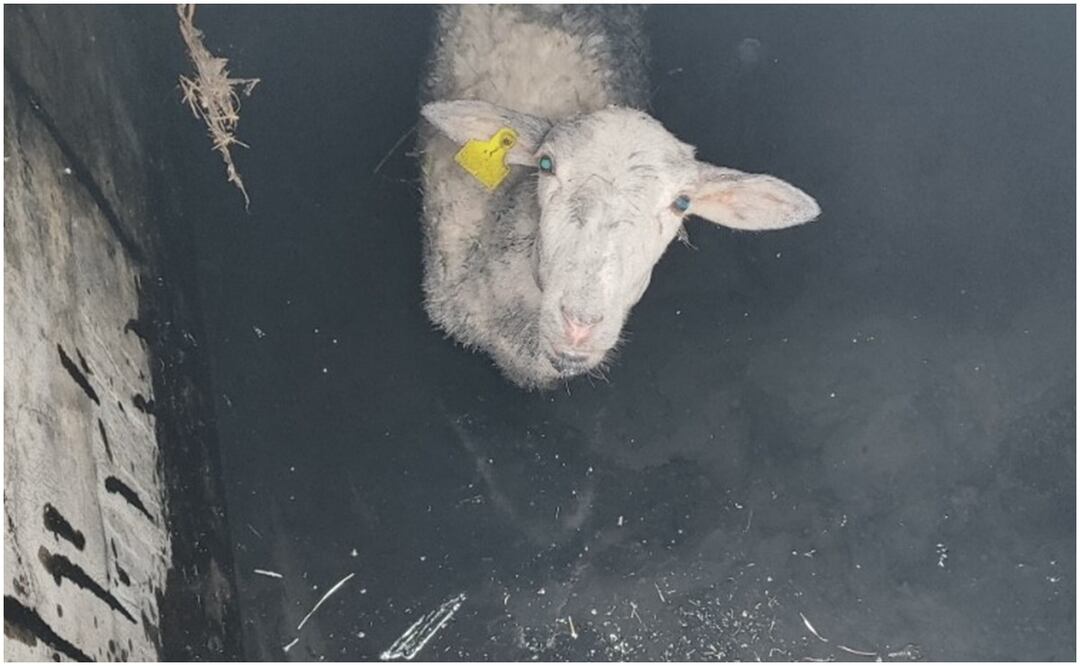 Este 29 de octubre, bomberos rescatan a borrega que cayó a cisterna en Aguascalientes. Foto: Especial