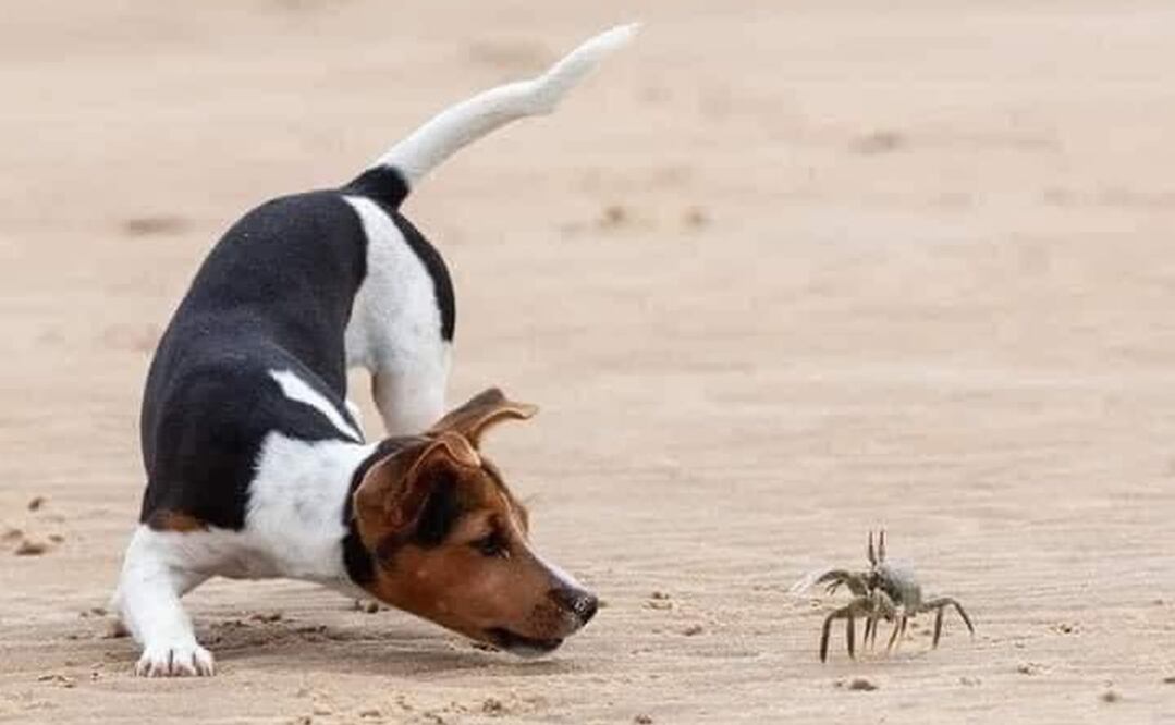 Fotos: Redes sociales