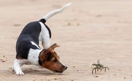 FOTOS: Juego entre perrito y cangrejo roban el corazón de los internautas