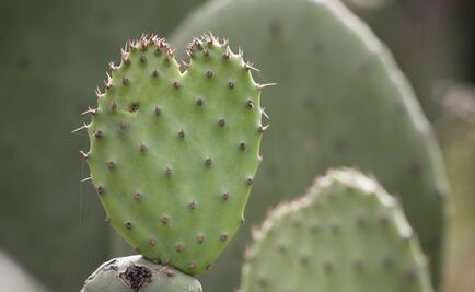 Nopal ayudaría en tratamiento de enfermedades óseas