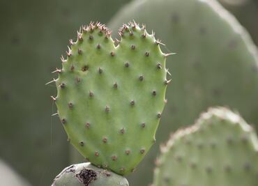 Nopal ayudaría en tratamiento de enfermedades óseas