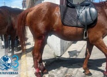 Estampida de 8 caballos de la policía causa destrozos y deja heridos en Toluca