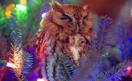 Familia de EU compra árbol para Navidad y encuentran un búho dentro de él